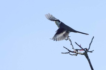 サンショウクイ 愛知県 2024年4月26日(金)