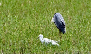 チュウサギ 磐田大池 2024年4月21日(日)