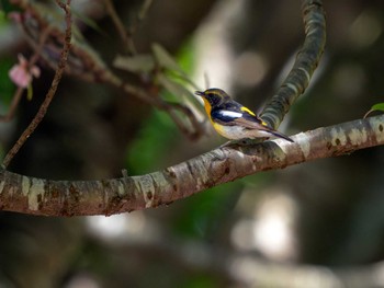 Narcissus Flycatcher 高崎自然の森 Sun, 4/28/2024