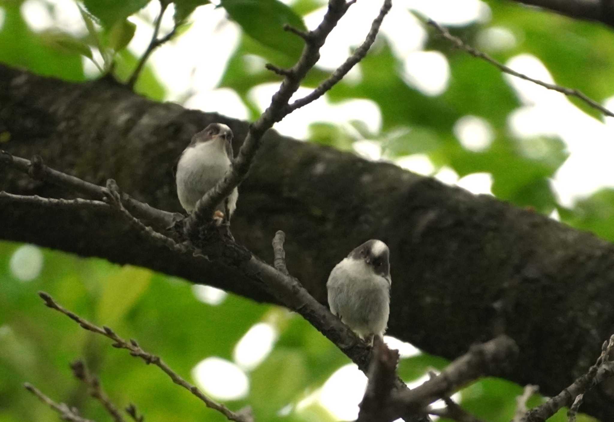 Long-tailed Tit