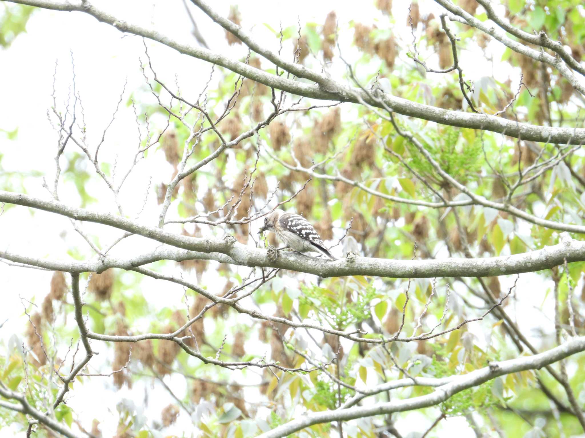 Photo of Japanese Pygmy Woodpecker at 木更津市 by かあちゃん