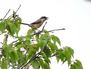 Bull-headed Shrike 木更津市 Sat, 4/27/2024