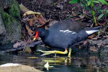 Common Moorhen Ukima Park Sat, 4/27/2024