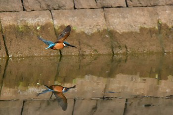 Common Kingfisher Mizumoto Park Sun, 4/28/2024