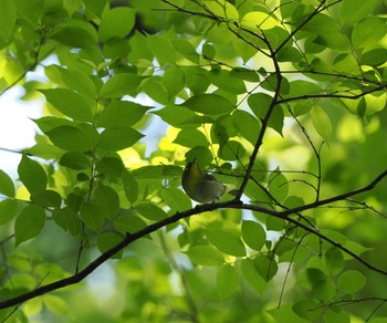 Unknown Species 東京都世田谷区 Sun, 4/28/2024