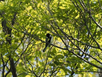 Unknown Species 東京都世田谷区 Sun, 4/28/2024