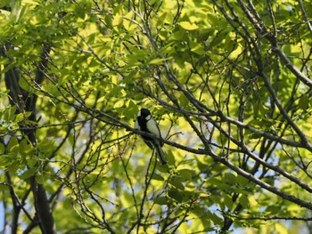 Unknown Species 東京都世田谷区 Sun, 4/28/2024