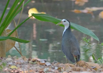 White-breasted Waterhen Wachirabenchathat Park(Suan Rot Fai) Thu, 4/25/2024