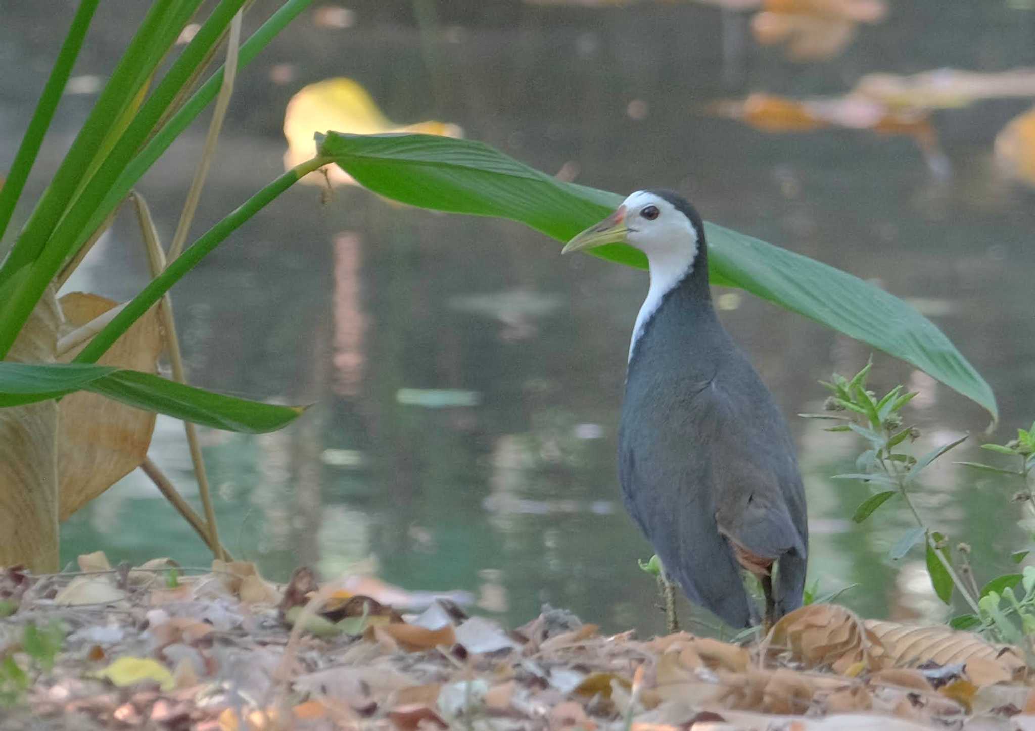 Photo of White-breasted Waterhen at Wachirabenchathat Park(Suan Rot Fai) by BK MY