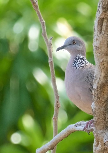 Spotted Dove Wachirabenchathat Park(Suan Rot Fai) Thu, 4/25/2024