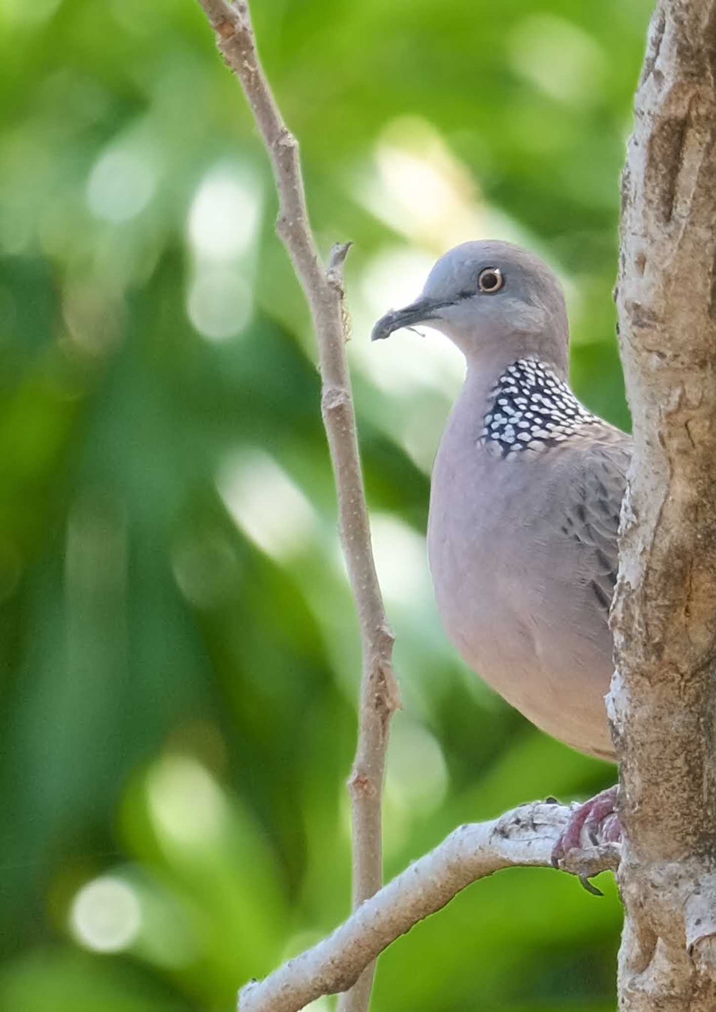 Spotted Dove