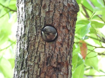 Japanese Pygmy Woodpecker Osaka castle park Sun, 4/28/2024