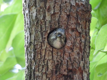 Japanese Pygmy Woodpecker Osaka castle park Sun, 4/28/2024