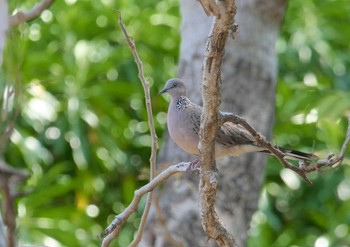 Spotted Dove Wachirabenchathat Park(Suan Rot Fai) Thu, 4/25/2024