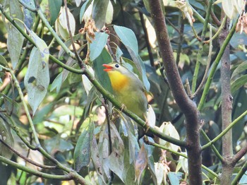 Red-billed Leiothrix 大阪府民の森むろいけ園地 Sun, 4/28/2024