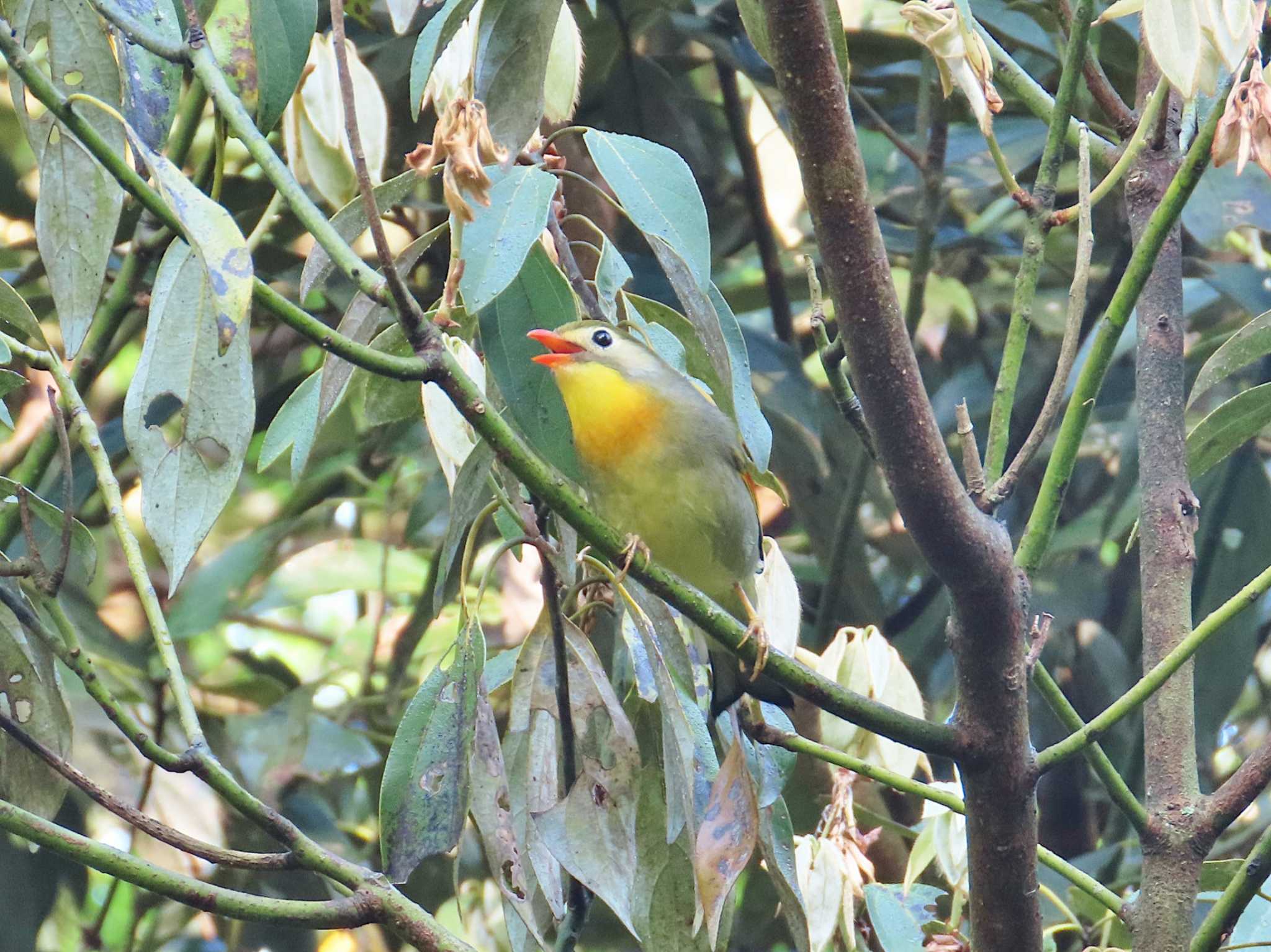 Photo of Red-billed Leiothrix at 大阪府民の森むろいけ園地 by Toshihiro Yamaguchi