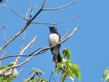 Blue-and-white Flycatcher 大阪府民の森むろいけ園地 Sun, 4/28/2024