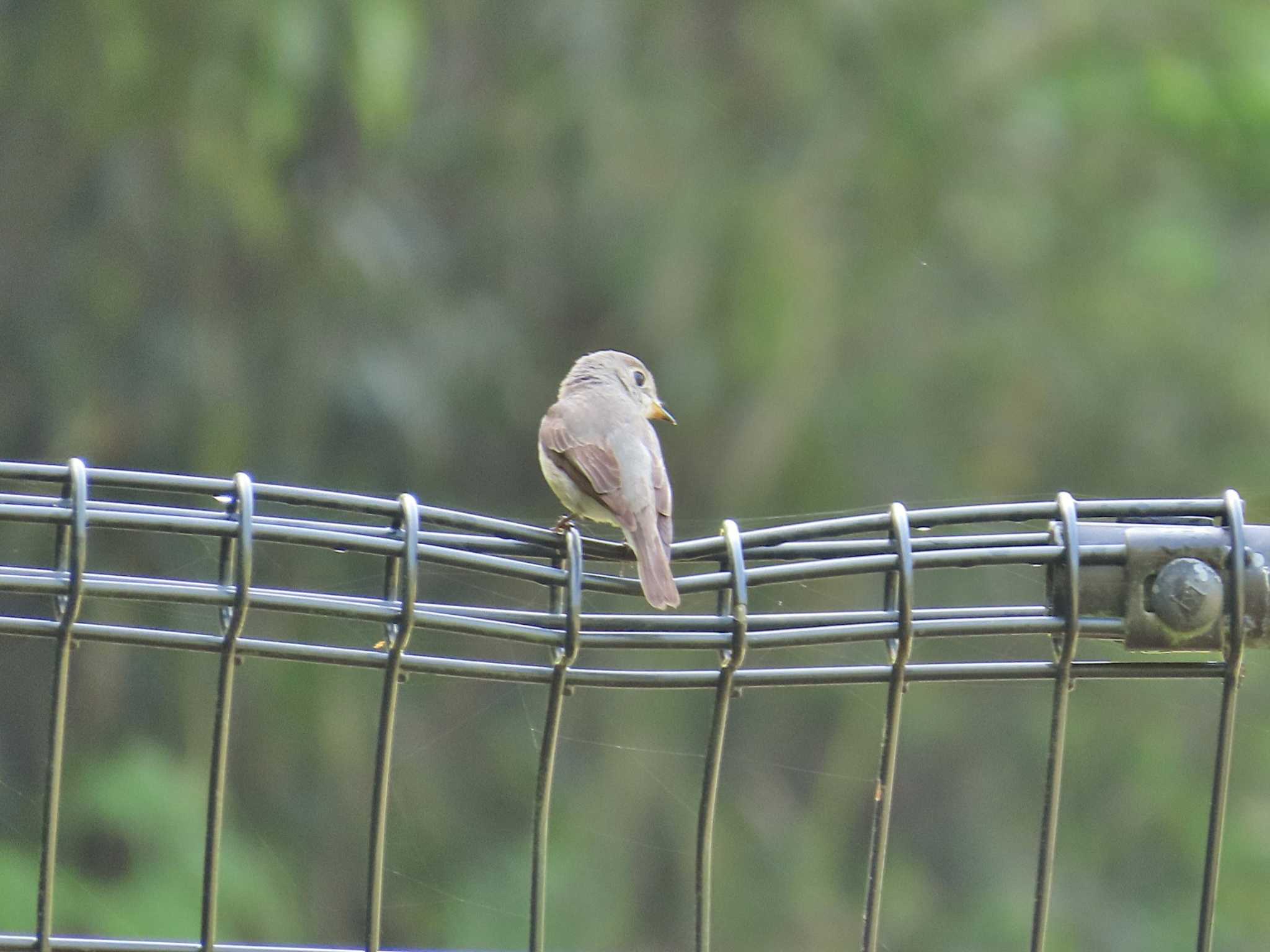 Photo of Asian Brown Flycatcher at 大阪府民の森むろいけ園地 by Toshihiro Yamaguchi