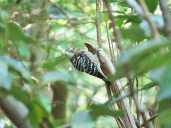 Japanese Pygmy Woodpecker 大阪府民の森むろいけ園地 Sun, 4/28/2024