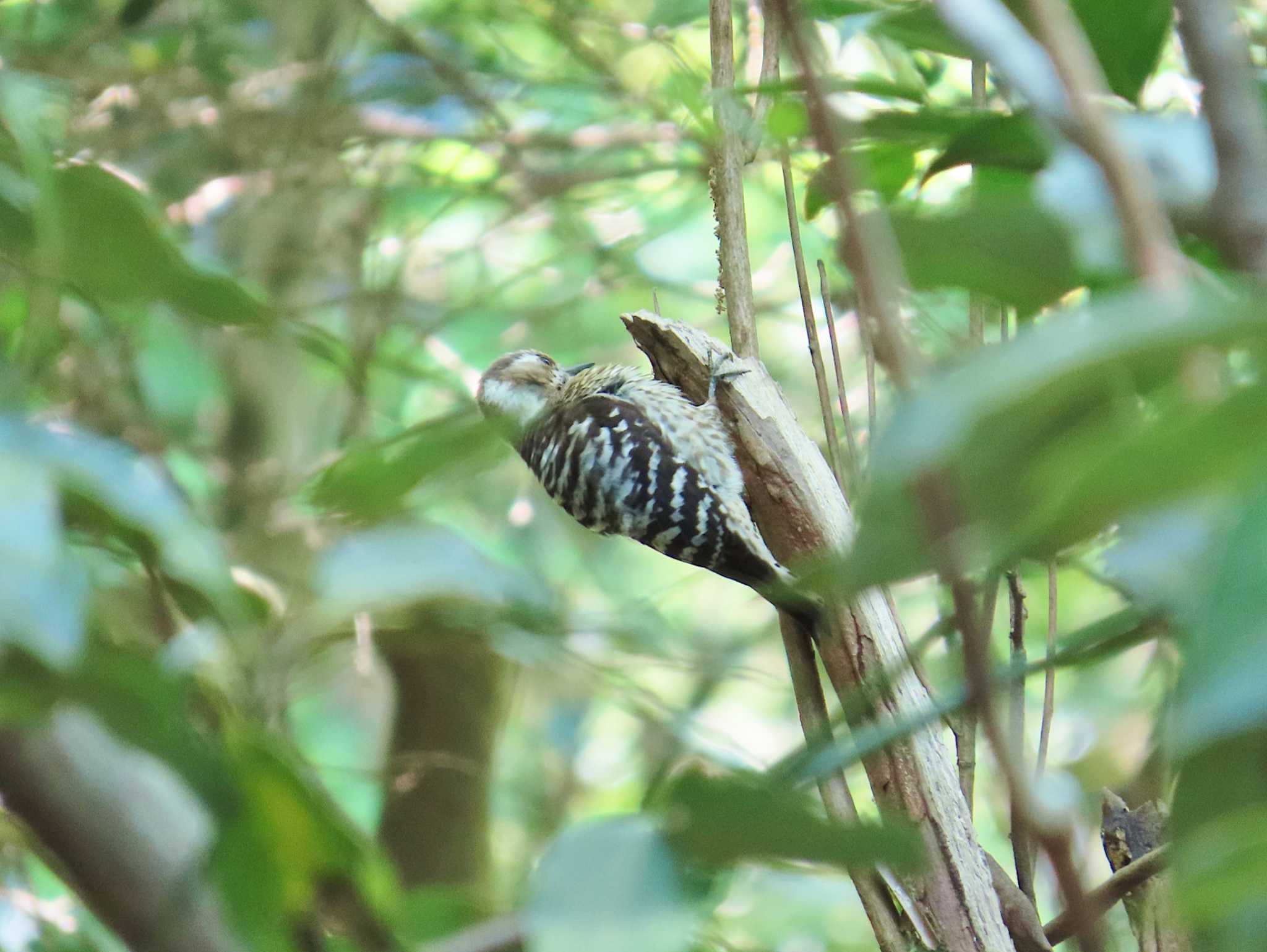 Photo of Japanese Pygmy Woodpecker at 大阪府民の森むろいけ園地 by Toshihiro Yamaguchi
