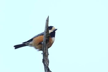 Varied Tit 愛知県 Fri, 4/26/2024