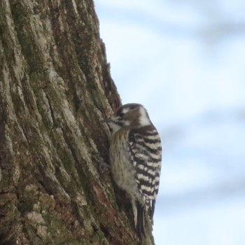 Japanese Pygmy Woodpecker 滝沢森林公園 Sat, 2/24/2024