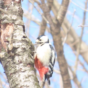 Great Spotted Woodpecker 滝沢森林公園 Sat, 2/24/2024