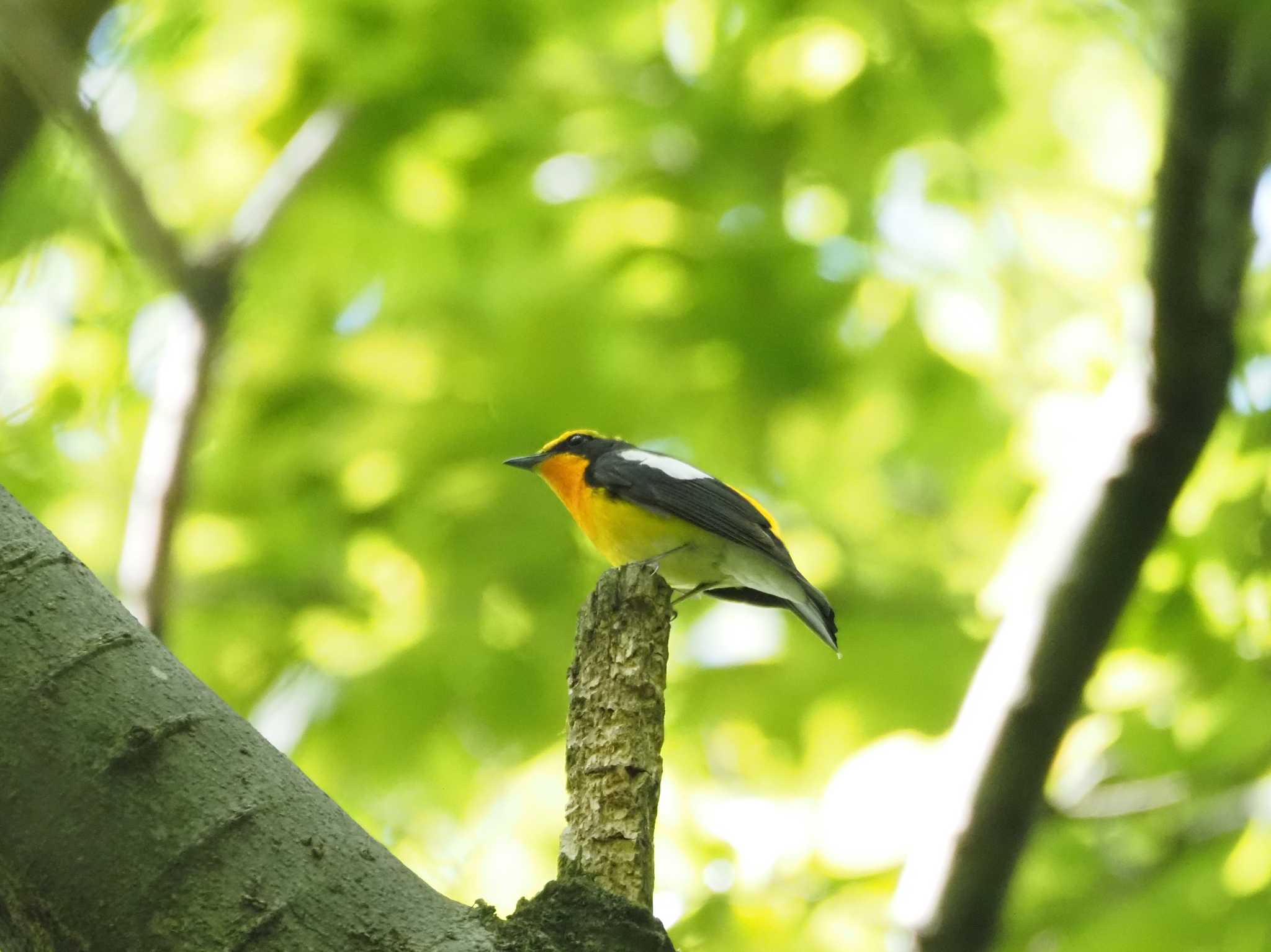 Photo of Narcissus Flycatcher at Akigase Park by Masa