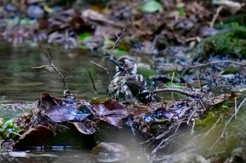 Japanese Pygmy Woodpecker 名古屋平和公園 Fri, 4/26/2024