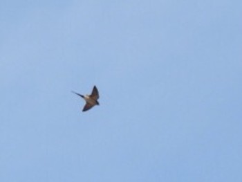 Red-rumped Swallow 三重県伊賀市 Sun, 4/28/2024