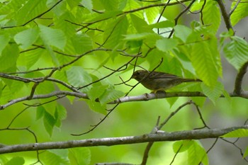 クロジ 青森県立自然ふれあいセンター 2024年4月27日(土)