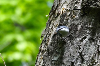 Eurasian Nuthatch 青森県立自然ふれあいセンター Sat, 4/27/2024