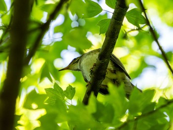 シロハラ 高崎自然の森 2024年4月28日(日)