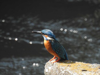 Common Kingfisher 多摩川二ヶ領宿河原堰 Sun, 4/28/2024