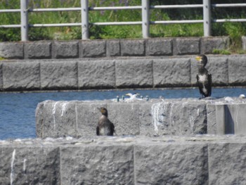 コアジサシ 多摩川二ヶ領宿河原堰 2024年4月28日(日)