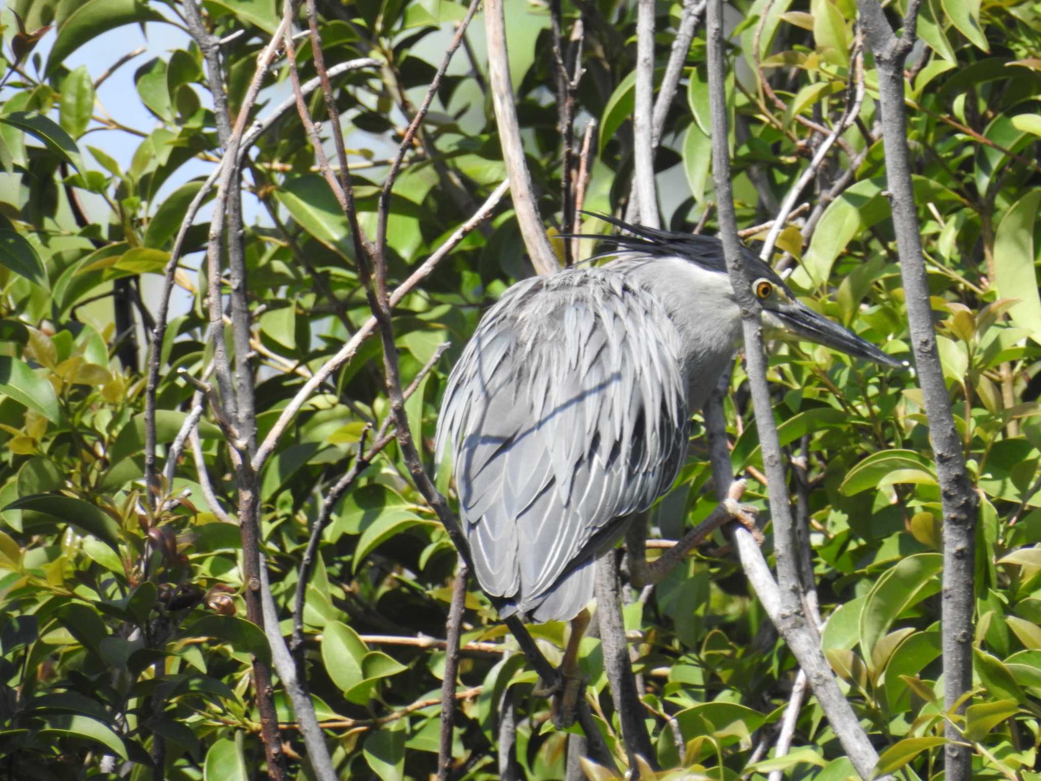 Photo of Striated Heron at Ukima Park by Kozakuraband