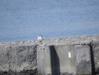 Little Tern 多摩川二ヶ領宿河原堰 Sun, 4/28/2024