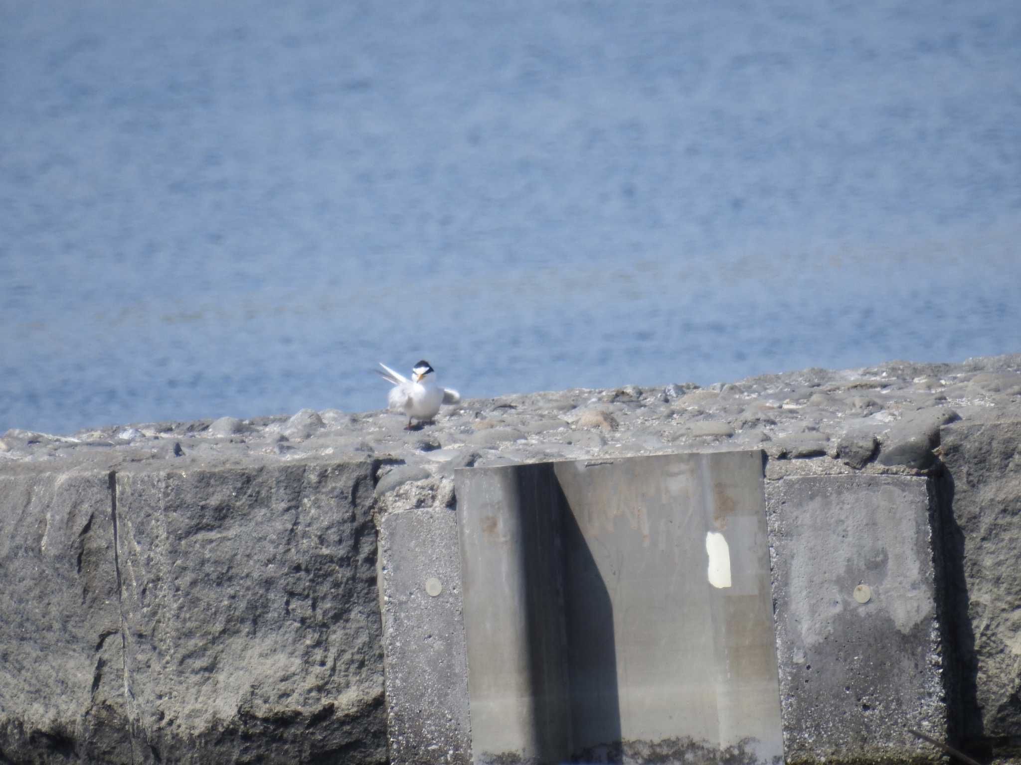 Photo of Little Tern at 多摩川二ヶ領宿河原堰 by Kozakuraband