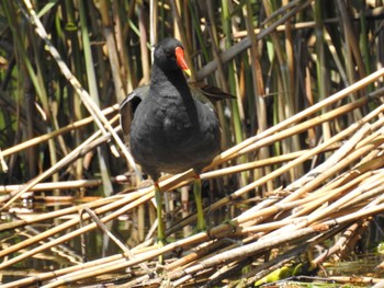 Common Moorhen Ukima Park Sun, 4/28/2024