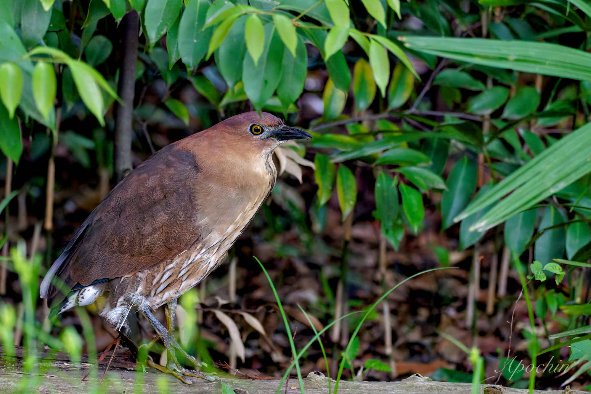 Photo of Japanese Night Heron at Ukima Park by アポちん