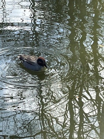 Eurasian Teal Chikozan Park Sat, 2/24/2024