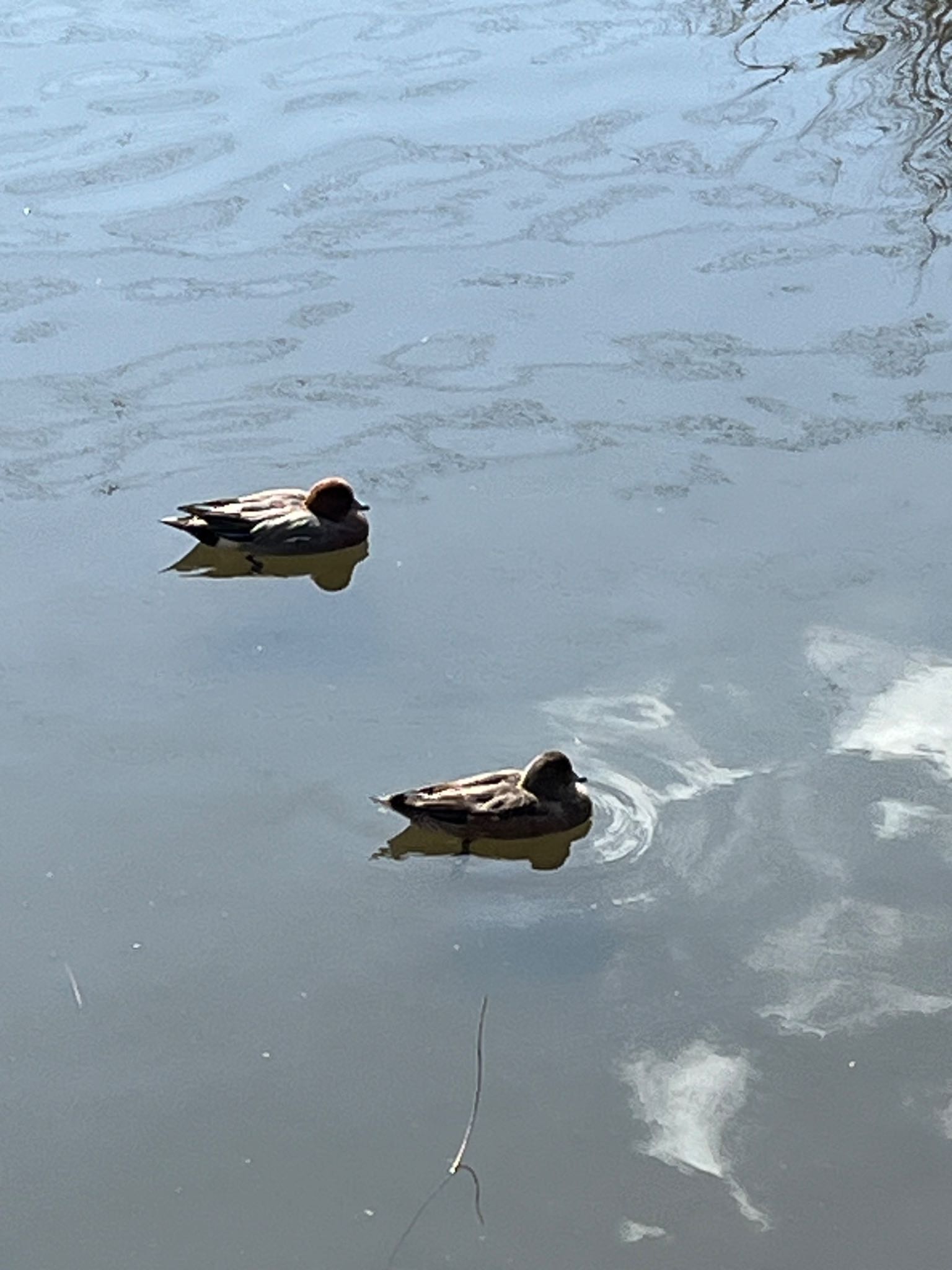 Photo of Eurasian Wigeon at Chikozan Park by いっちー🦜🦅🦆鳥好き