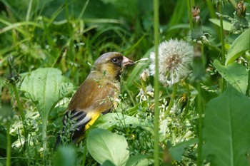 Grey-capped Greenfinch 庄内緑地公園 Sun, 4/28/2024