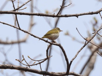 Eastern Crowned Warbler Nishioka Park Sun, 4/28/2024