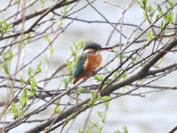 Common Kingfisher Nishioka Park Sun, 4/28/2024