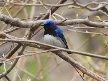 Blue-and-white Flycatcher Nishioka Park Sun, 4/28/2024