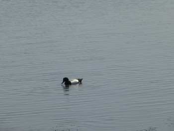 Greater Scaup Tokyo Port Wild Bird Park Sun, 4/28/2024