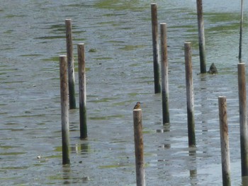 Common Kingfisher Tokyo Port Wild Bird Park Sun, 4/28/2024