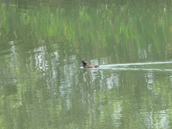 Greater Scaup Tokyo Port Wild Bird Park Sun, 4/28/2024