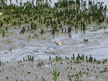 イソシギ 東京港野鳥公園 2024年4月28日(日)